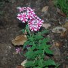 Verbena x hybrida